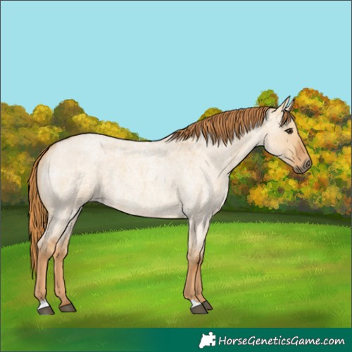 Horse Color:Red Dun Roan