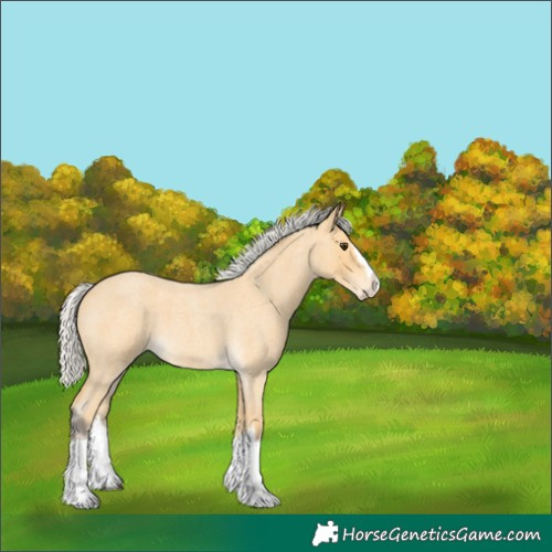 Horse Color:Silver Buckskin Roan Splash 