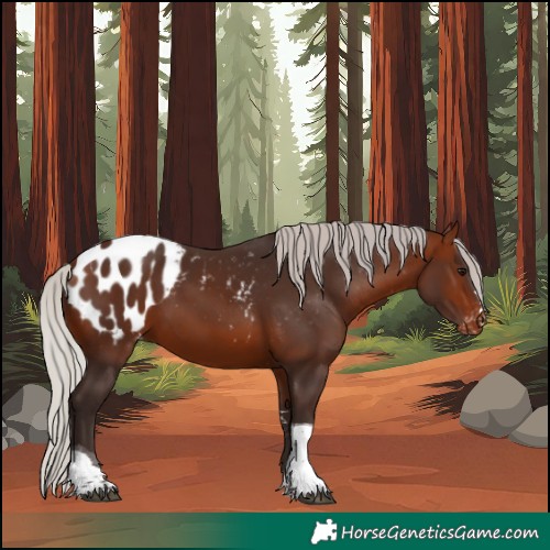 Horse Color:Silver Brown Tobiano Blanket 