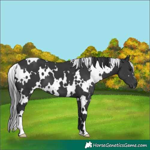 Horse Color:White Spotted Black