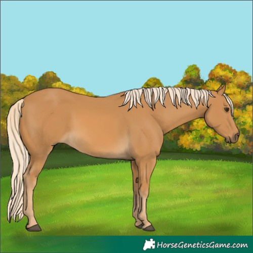 Horse Color:Palomino 