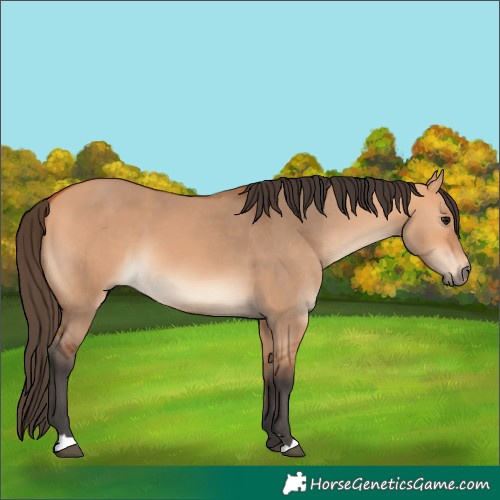 Horse Color:Bay Dun