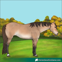 Horse Color:Bay Dun