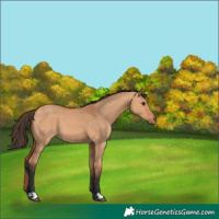 Horse Color:Bay Dun 