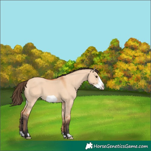 Horse Color:Bay Dun Frame 