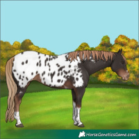 Horse Color:Liver Chestnut Tobiano Appaloosa