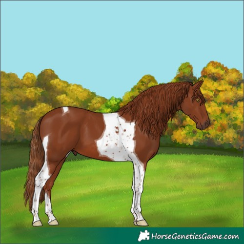 Horse Color:Chestnut Tobiano