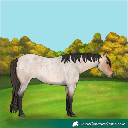 Horse Color:Bay Roan Dun 