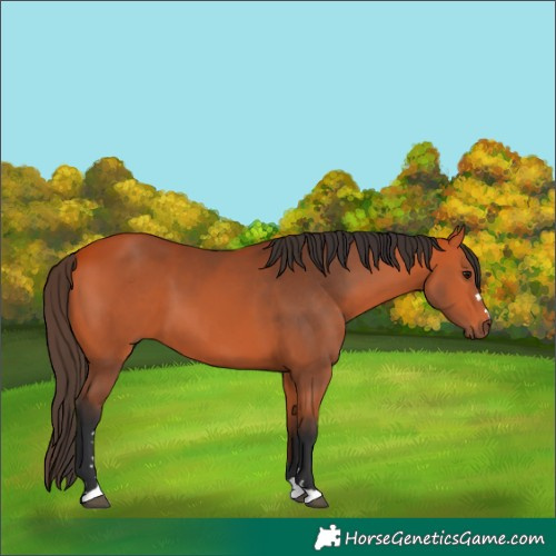 Horse Color:Bay 