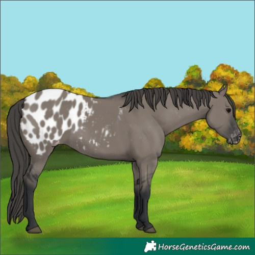 Horse Color:Grullo Blanket