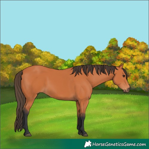 Horse Color:Bay 