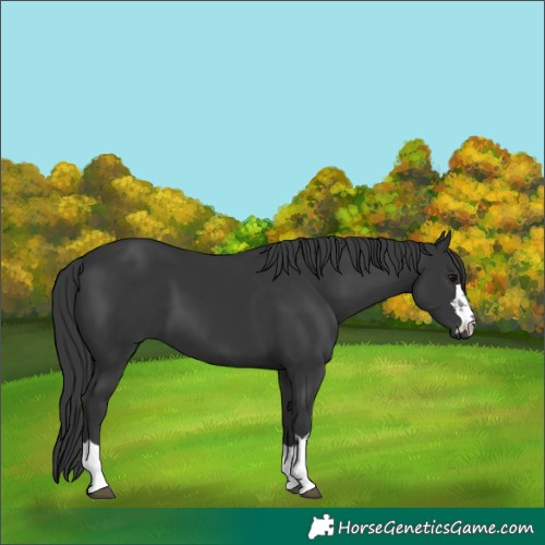 Horse Color:Black 