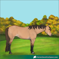 Horse Color:Bay Dun