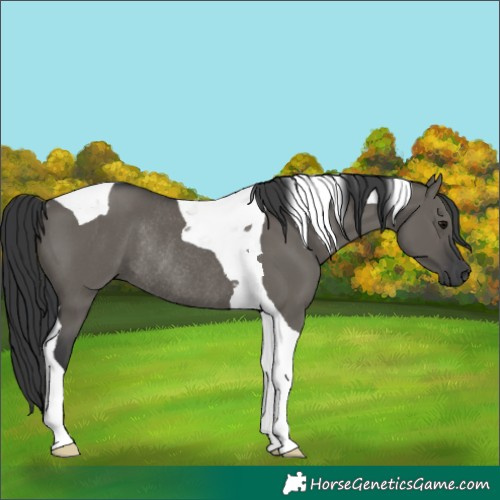 Horse Color:Grullo Tobiano Rabicano