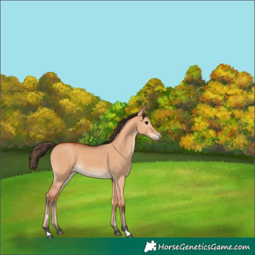 Horse Color:Bay Dun