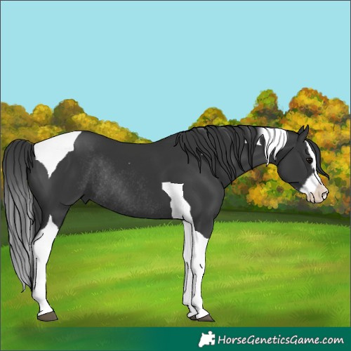 Horse Color:Black Splash Tobiano Rabicano