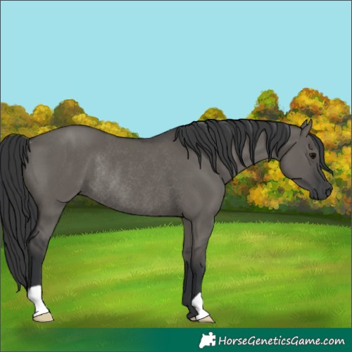 Horse Color:Grullo Rabicano 