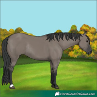 Horse Color:Grullo Rabicano 