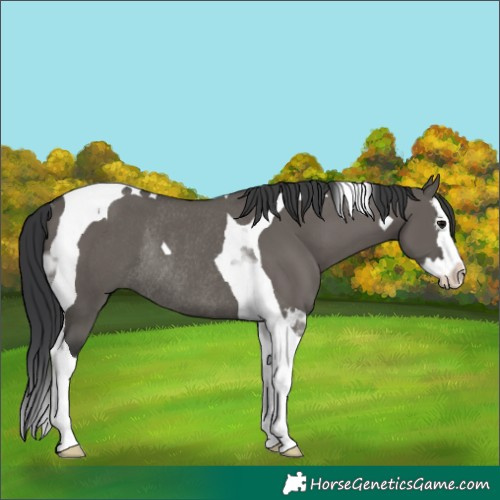 Horse Color:Grullo Splash Tobiano Rabicano 