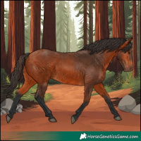 Horse Color:Bay 