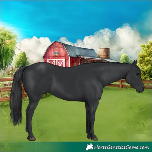 Horse Color:Black 