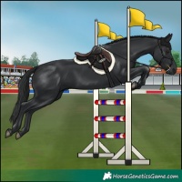 Horse Color:Black 