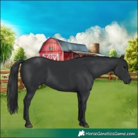 Horse Color:Black 