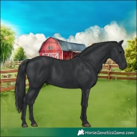 Horse Color:Black 