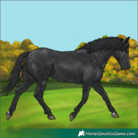 Horse Color:Black 