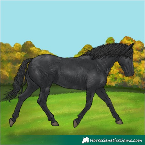 Horse Color:Black 
