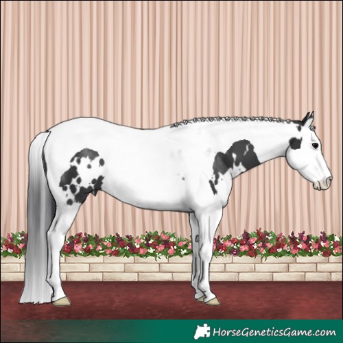 Horse Color:White Spotted Black Splash Tobiano