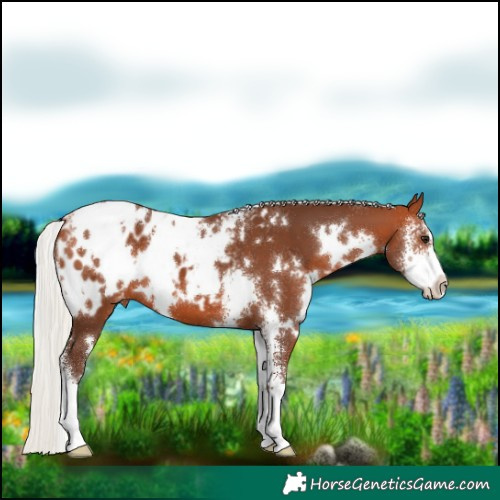 Horse Color:White Spotted Silver Bay Sabino Blanket 