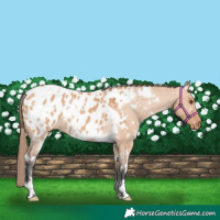 Horse Color:White Spotted Bay Dun Appaloosa Rabicano 