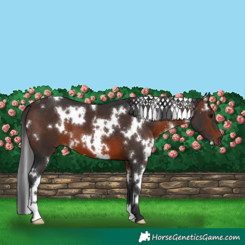 Horse Color:White Spotted Brown 