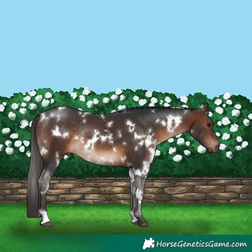 Horse Color:White Spotted Brown Rabicano