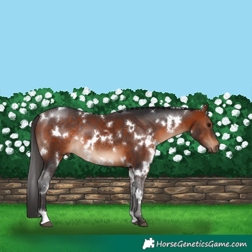 Horse Color:White Spotted Brown Rabicano 