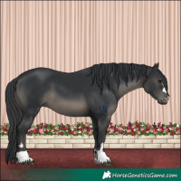Horse Color:Black 