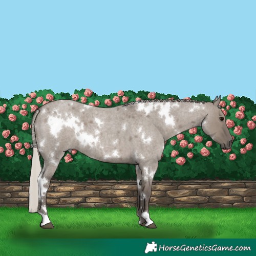 Horse Color:White Spotted Silver Grullo Roan 
