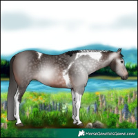 Horse Color:Gray Bay Tobiano