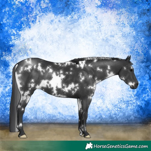 Horse Color:White Spotted Black