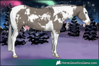 Horse Color:White Spotted Grullo Splash Tobiano