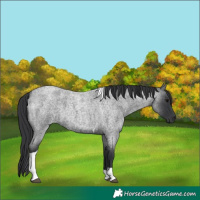Horse Color:Unknown 