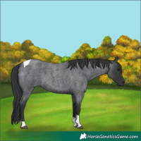 Horse Color:Unknown 