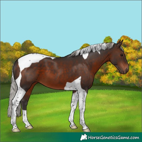 Horse Color:Silver Brown Tobiano 