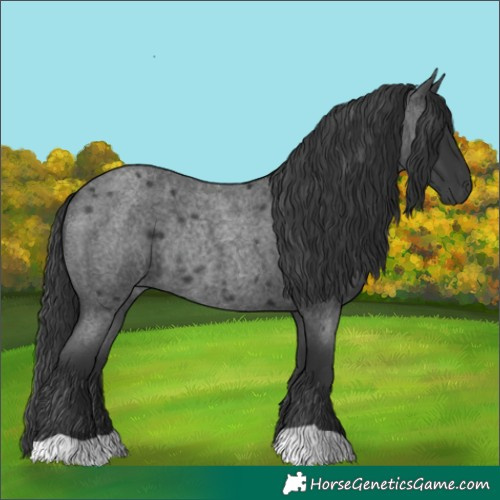 Horse Color:Blue Roan Rabicano 