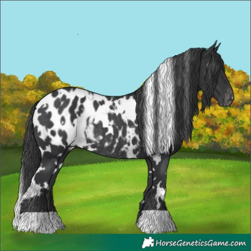 Horse Color:White Spotted Black Appaloosa Rabicano