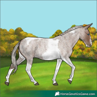 Horse Color:Silver Blue Roan Tobiano Frame