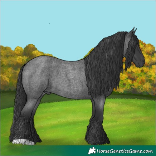 Horse Color:Blue Roan 