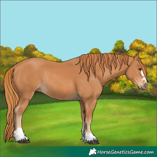 Horse Color:Chestnut Rabicano