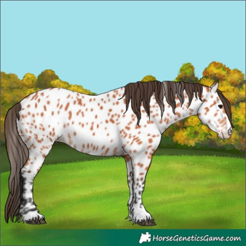 Horse Color:Bay Appaloosa 